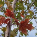 Acer x freemanii 'Autumn Blaze' - 2