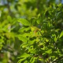 Acer Triflorum - Foto 5