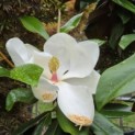 Magnolia grandiflora 'Galissonnière' - 1