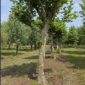 Platanus x hispanica - Foto 1