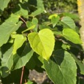 Idesia Polycarpa - 6