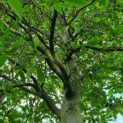 Sycoparrotia semidecidua - Afbeelding 2