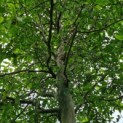 Sycoparrotia semidecidua - Afbeelding 3
