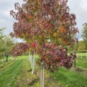 Liquidambar styraciflua - 1