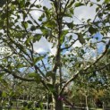 Malus domestica 'Jonagold' - Foto 2