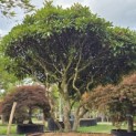Rhododendron jacksonii - 3