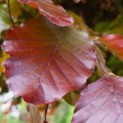 Fagus sylvatica 'Atropurpurea' - Foto 2