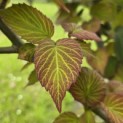 Davidia involucrata - 5
