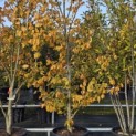 Parrotia persica 'Vanessa' - Foto 4