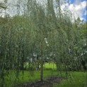 Salix x sepulcralis 'Chrysocoma' - Foto 3