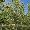 Liriodendron tulipifera 'Snowbird' - 4