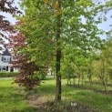 Liquidambar styraciflua - 1
