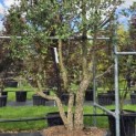 Quercus Suber - 3