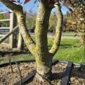 Malus 'Profusion' - 3