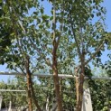 Prunus domestica Reine Claude 'Verte' - 1