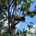 Prunus dulcis - Foto 4