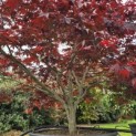 Acer palmatum 'Fireglow' - 1