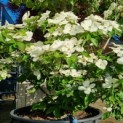 Cornus kousa 'Venus' - Afbeelding 2