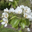 Pyrus communis 'Conference' - Foto 1