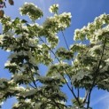 Cornus nuttallii (Venus) - 2