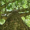 Acer campestre - Foto 5
