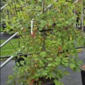 Nyssa sylvatica - Foto 4