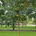 Liquidambar styraciflua - Foto 1