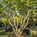 Parrotia persica - Foto 3