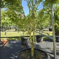 Acer palmatum 'Bi-hoo' - 3