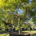 Acer palmatum 'Dissectum' - 4