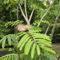 Albizia julibrissin - 4
