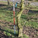 Carpinus betulus - 1