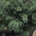 Pinus parviflora 'Schoon's Bonsai' - 4