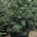 Pinus parviflora 'Schoon's Bonsai' - 3