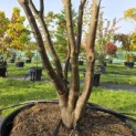 Acer palmatum - 4