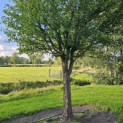 Acer campestre - Foto 1
