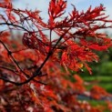 Acer palmatum 'Garnet' - Foto 1