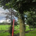 Tilia Tomentosa - 2
