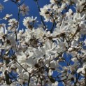 Magnolia loebneri 'Merrill' - 4