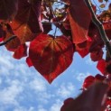 Cercis canadensis 'Forest Pansy' - 1