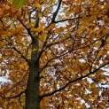 Fagus sylvatica 'Atropunicea'