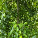 Nyssa sylvatica - 1