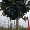 Magnolia grandiflora 'Galissonnière' - 200 stam.  totaal 375-400 cm