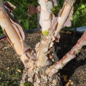 Betula nigra - Foto 8