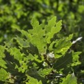 Quercus cerris - 2