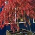 Acer palmatum 'Garnet' - 2