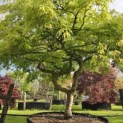 Acer palmatum 'Dissectum' - 3