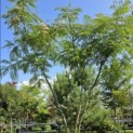 Albizia julibrissin - 3
