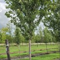 Prunus 'Sunset Boulevard' - Foto 2
