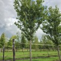 Prunus 'Sunset Boulevard' - Foto 3